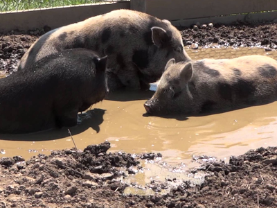 Do pigs really sit in mud all day?