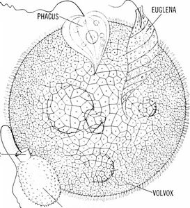 What field of biology is most associated with the study of evolution?