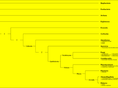 Which of the following is an example of a eukaryotic microorganism?