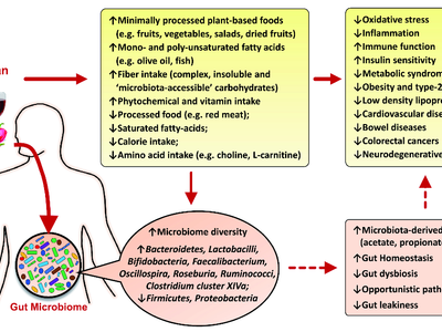 What is the main function of fiber in the diet?