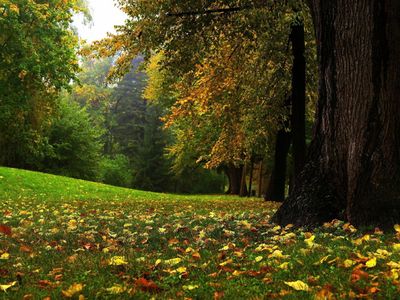 How far can you walk into a forest?