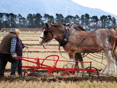 Which animal is commonly used for plowing fields?