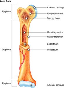 Which of the following is NOT a function of the skeletal system?