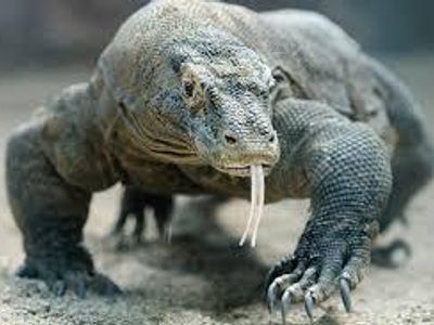 What type of animal is a Komodo dragon?