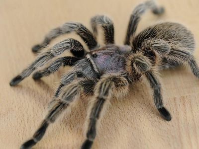 How long can a tarantula survive without food?