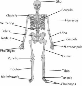 Which of these is NOT a function of the skeletal system?