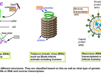 What is the term for the study of viruses?