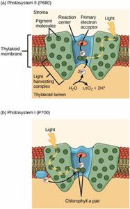 What is the primary pigment responsible for capturing light energy in photosynthesis?