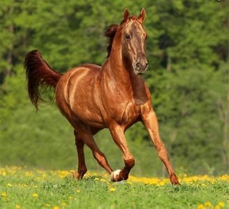 What is it called when you switch canter leads without dropping to the trot or jumping across the diagonal?