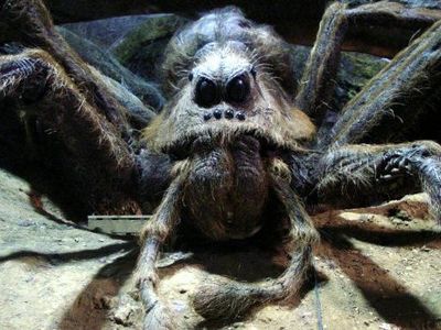 What is Hagrid's pet spider's name?