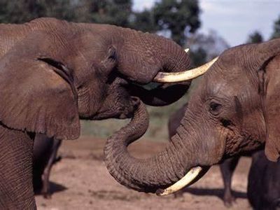 What do elephants use their trunks for?