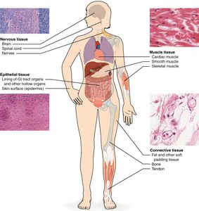 Which of the following is NOT a type of tissue in the human body?