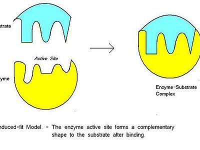 Which method involves breaking down a complex problem into simpler subproblems?