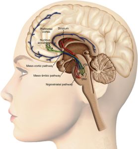 Which neurotransmitter is commonly associated with pleasure and reward?