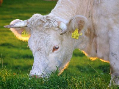 When does a calf begin to feed on grass?