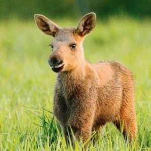 What is a baby moose?