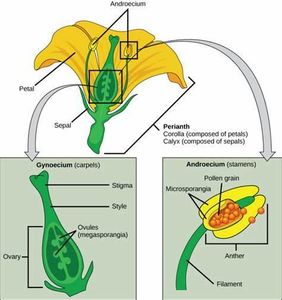 Which part of a flower contains the ovules?