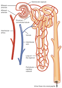 What is the basic functional unit of the kidney?