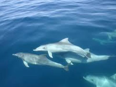 What is a group of dolphins called?