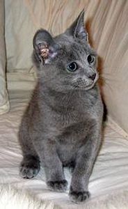 Another well-known breed! These lovely cats are a disticnt blueish-gray colour and look as if they're smiling!