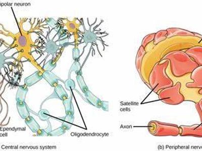 What is the main role of glial cells in the nervous system?