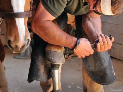 How often must the farrier come to trim a horse's hooves?