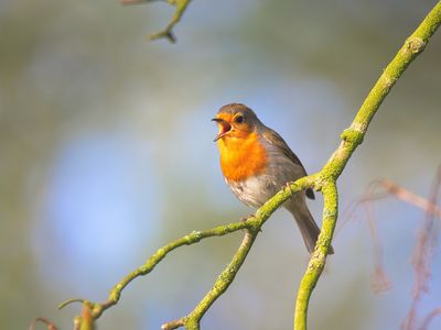 What is NM's state bird?