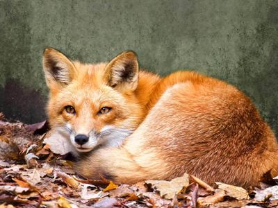 What'a scientific name for a fox?