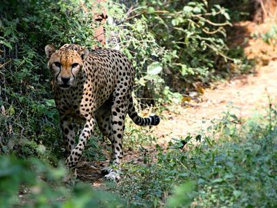 What is the fastest land mammal?