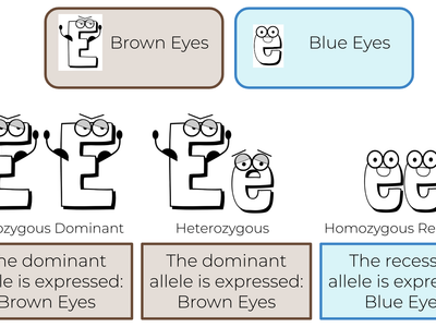 Which of the following is an example of a dominant trait?