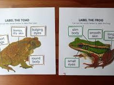 Which of the following is a primary characteristic of frogs?