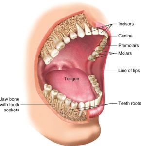 Which organ primarily processes THC in the body?