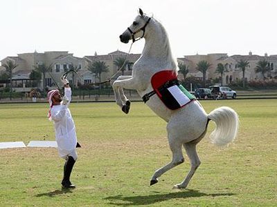 What is the fastest 10 m by a horse on its hind legs? (Achieved by Desert)