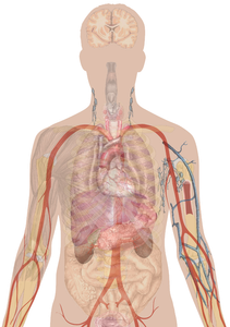 What is the largest organ in the human body?