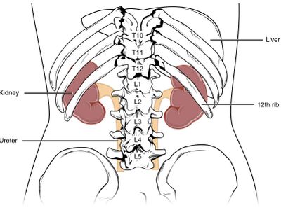 What is the role of the kidneys in the human body?