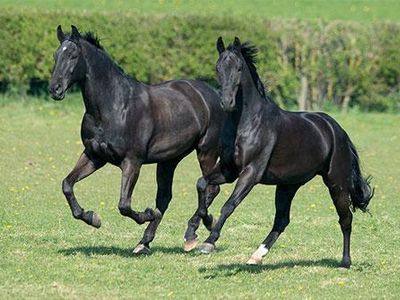 How many canter strides do you get in a bounce? (Answer as a number)