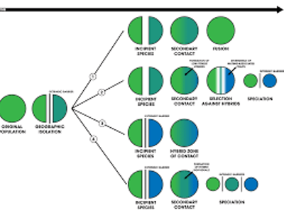 What is the process by which new species arise called?