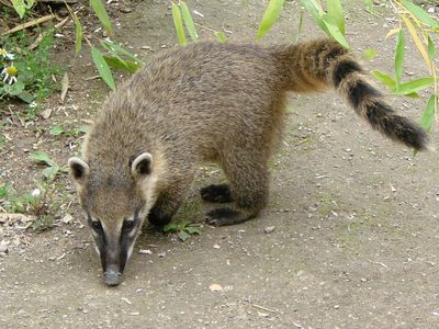 Which animal has a snout and curly tail?