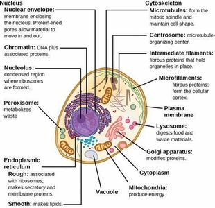 Which organelle is known as the 'cellular garbage disposal'?