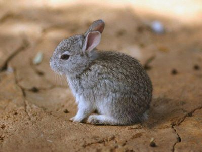 What are male rabbits called?