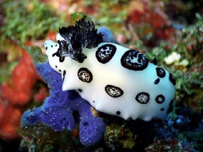 how many species of nudibranch are there in the world?