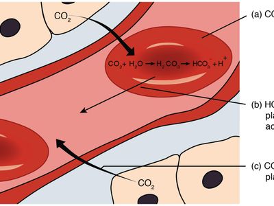 Which gas is essential for photosynthesis?