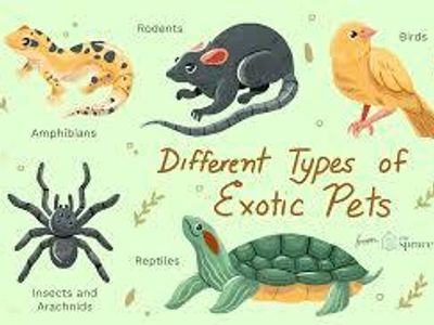 Which exotic pet is known for its long lifespan?