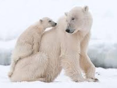 how did the polar bear get endangered?