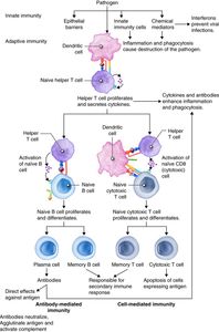 How does the immune system recognize and destroy foreign invaders?