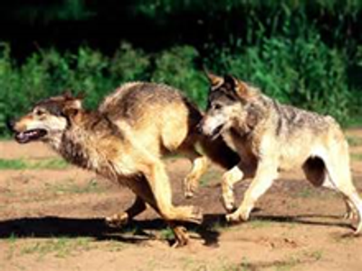 Are these wolves hunting, playing or travelling?