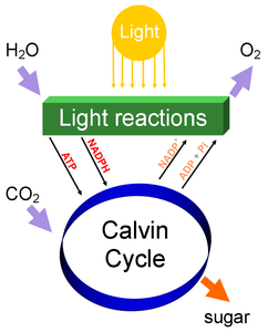 What is the principal function of photosynthesis?