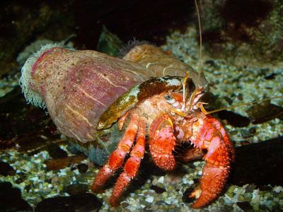 Which of these marine animals is not a crustacean?