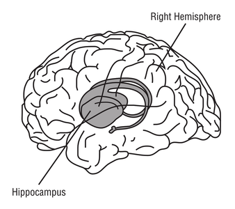 Which part of the brain is responsible for long-term memory storage?