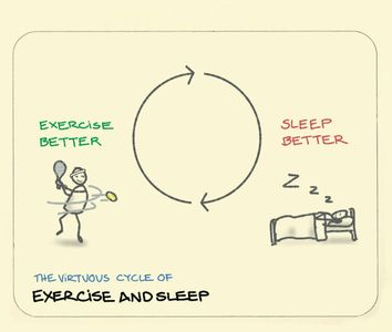 How does exercise impact sleep quality?